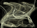 birds_head